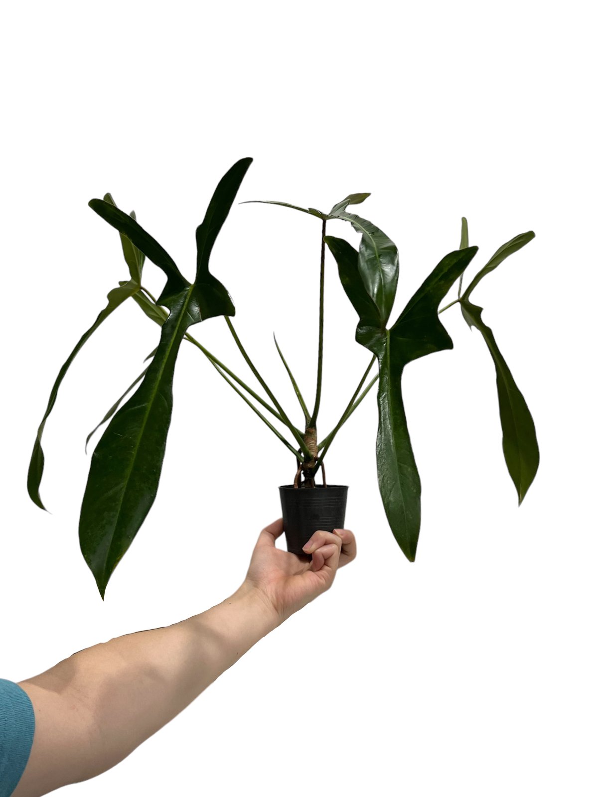 大株　Philodendron ’Lelano Miyano’ フィロデンドロン fit=scale-down,w=1200