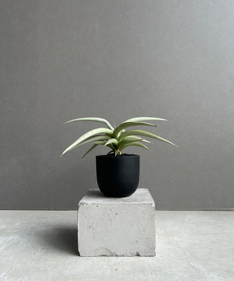 g65 サンセベリア 希少 サンスベリア ベンジャロン アンヤマニー