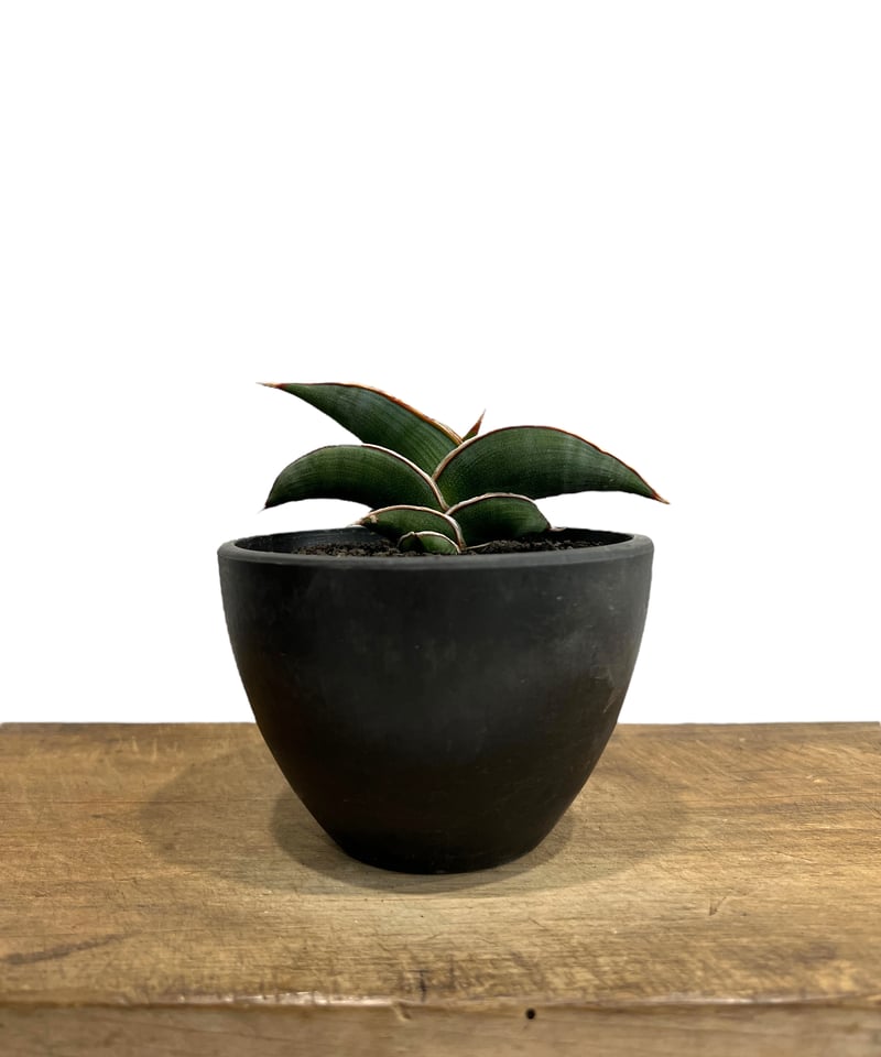サンセベリア ロリダ 「Sansevieria rorida」5K | SHOUCHIKUEN