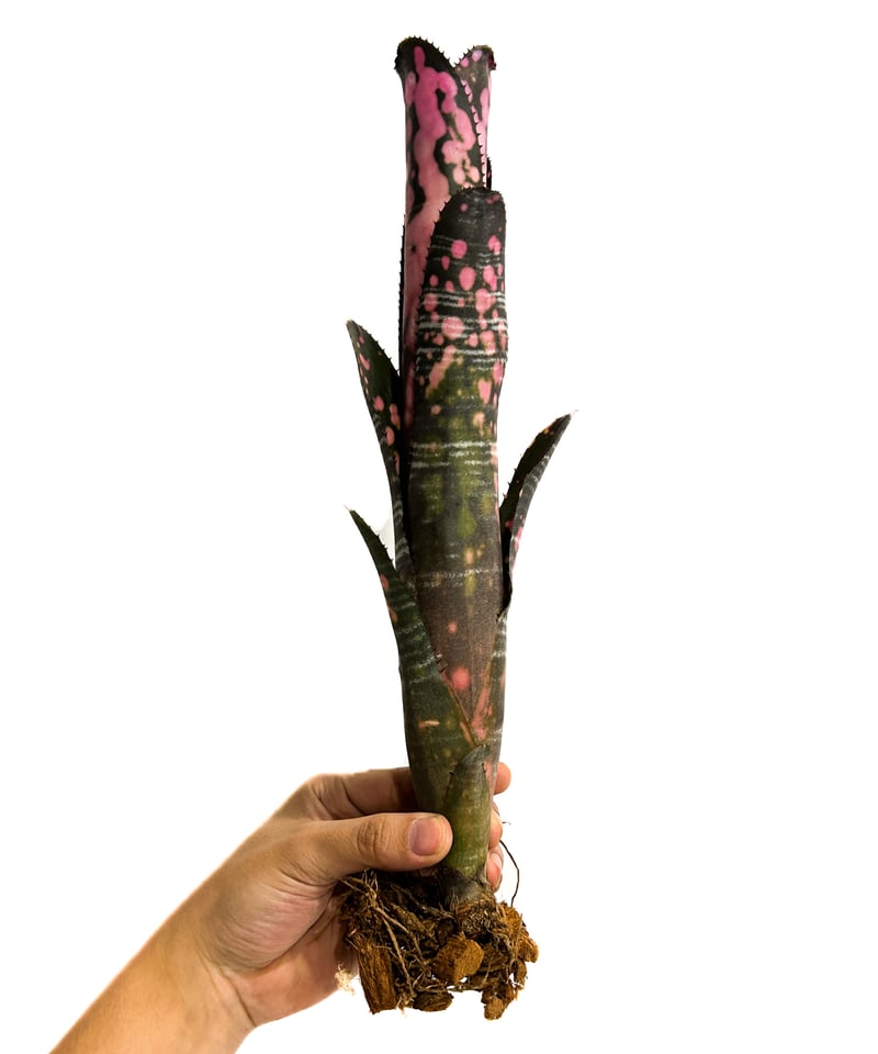 ビルベルギア インセンディアリー デライト「Billbergia Incendiary Del