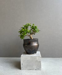 ブレクナム　ギッバムドワーフ ブレクナム ギッバム ドワーフ 「Blechnum gibbum Dwarf 」95B