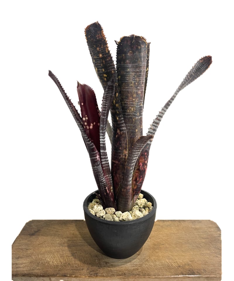 ビルベルギア オビ-ワン「Billbergia Obi - Wan」59G-4 | SHOUC ビルベルギア オビ-ワン「Billbergia Obi - Wan」59G-4 | SHOUC