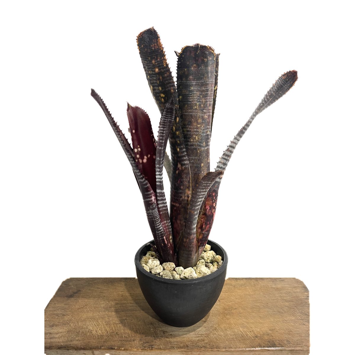 ビルベルギア オビ-ワン「Billbergia Obi - Wan」59G-4 | SHOUC