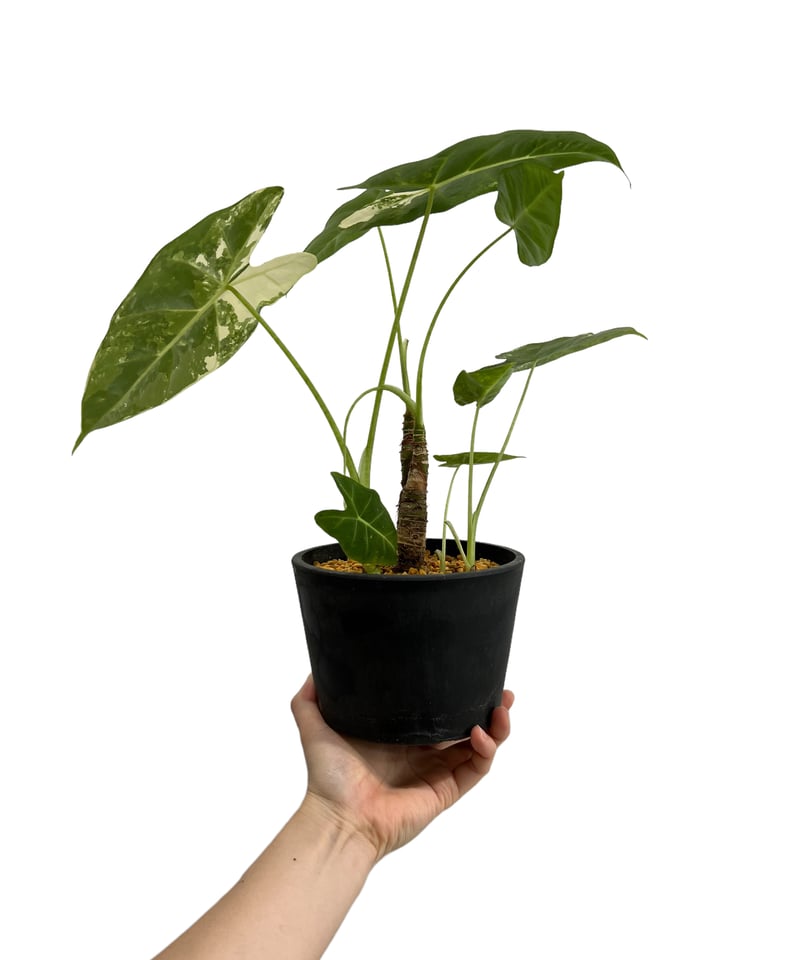アロカシア グリーンベルベット 斑入 「Alocasia Green Velvet