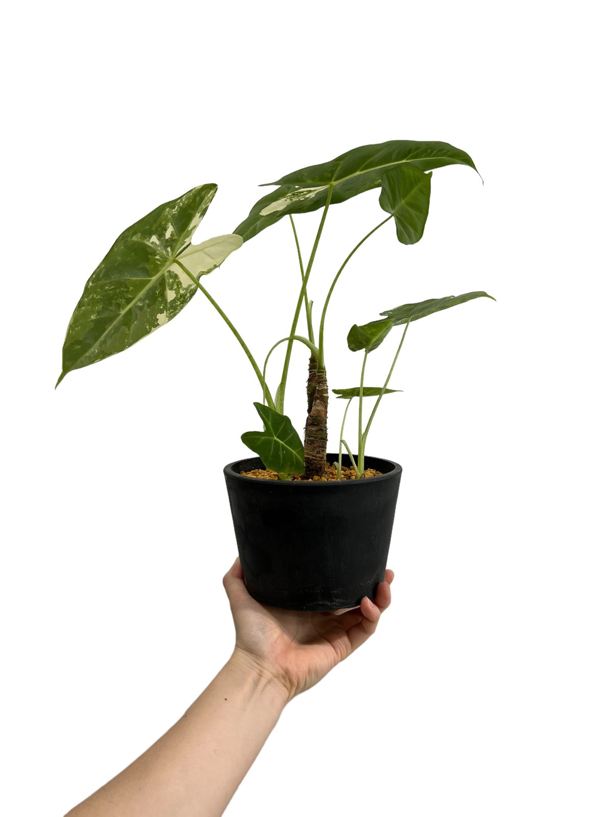 アロカシア グリーンベルベット 斑入 「Alocasia Green Velvet Varie