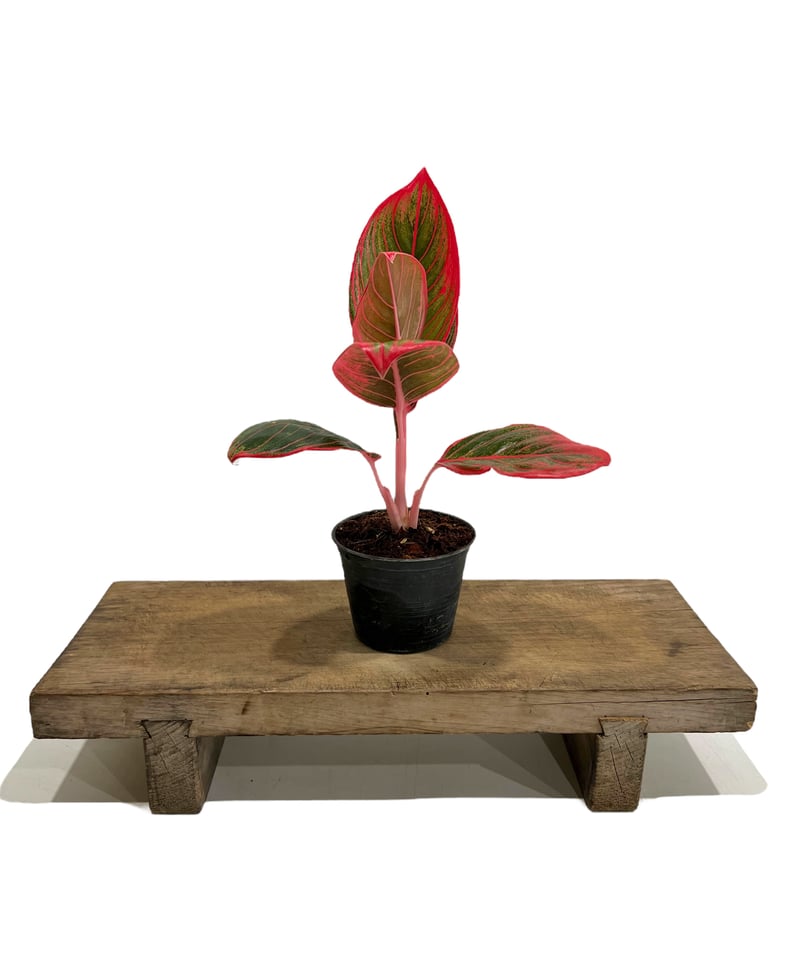 アグラオネマ リップスティック カンザ 「Aglaonema Lipstick