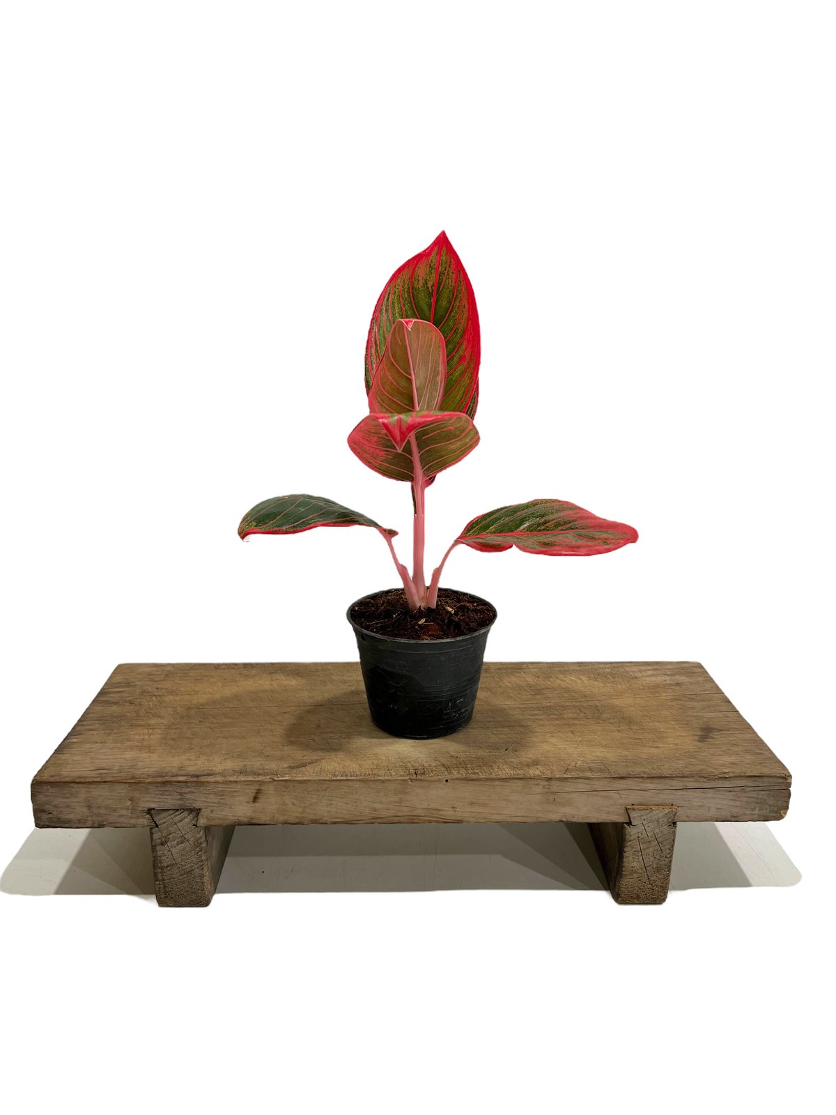 アグラオネマ リップスティック カンザ 「Aglaonema Lipstick