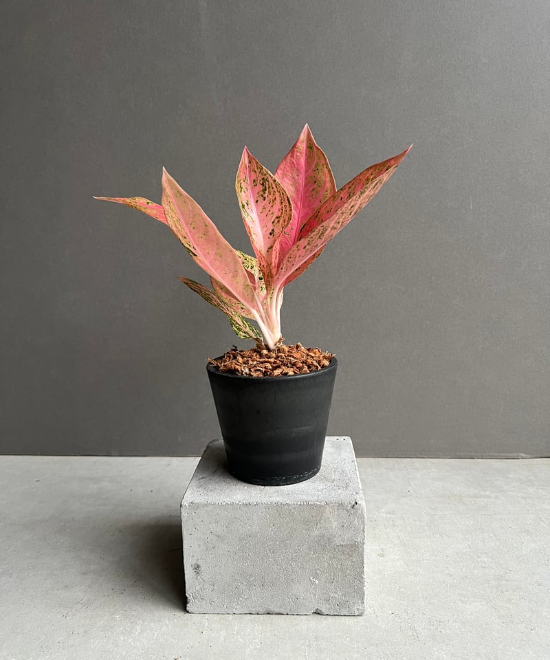 アグラオネマ タマラ 「Aglaonema Tamara」62X | SHOUCHIKUEN