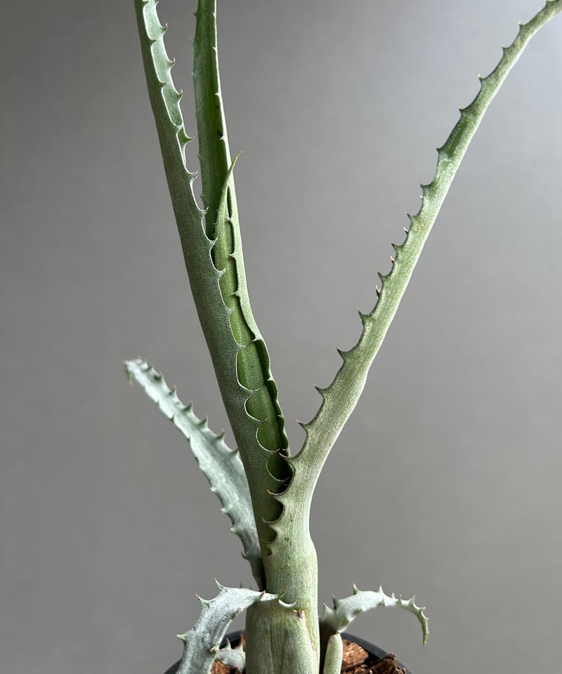 【送料無料】Aechmea tocantina〔エクメア〕現品発送A0164 Aechmea | plane plants