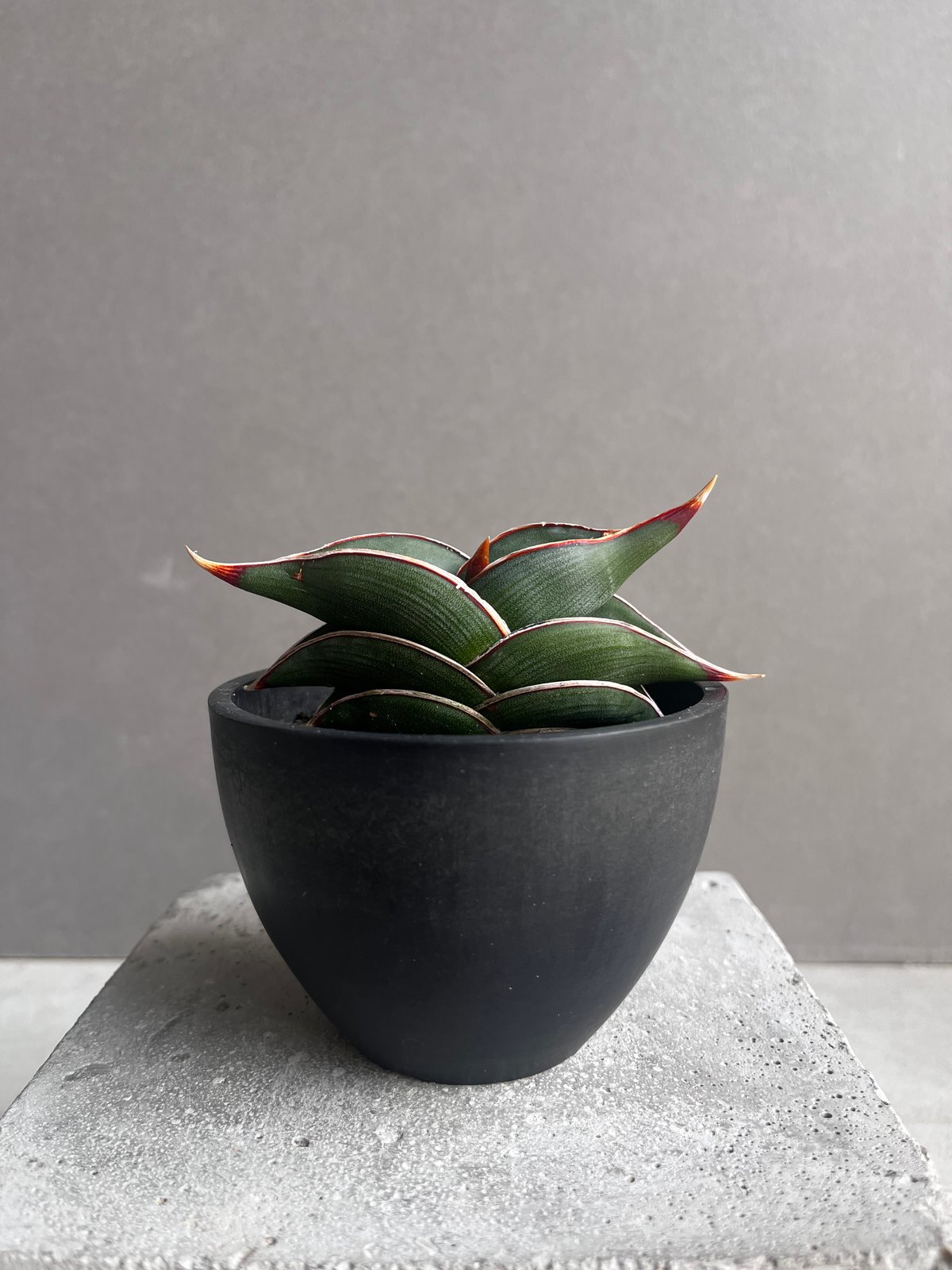 サンセベリア ロリダ 「Sansevieria rorida」34B | SHOUCHIKUEN