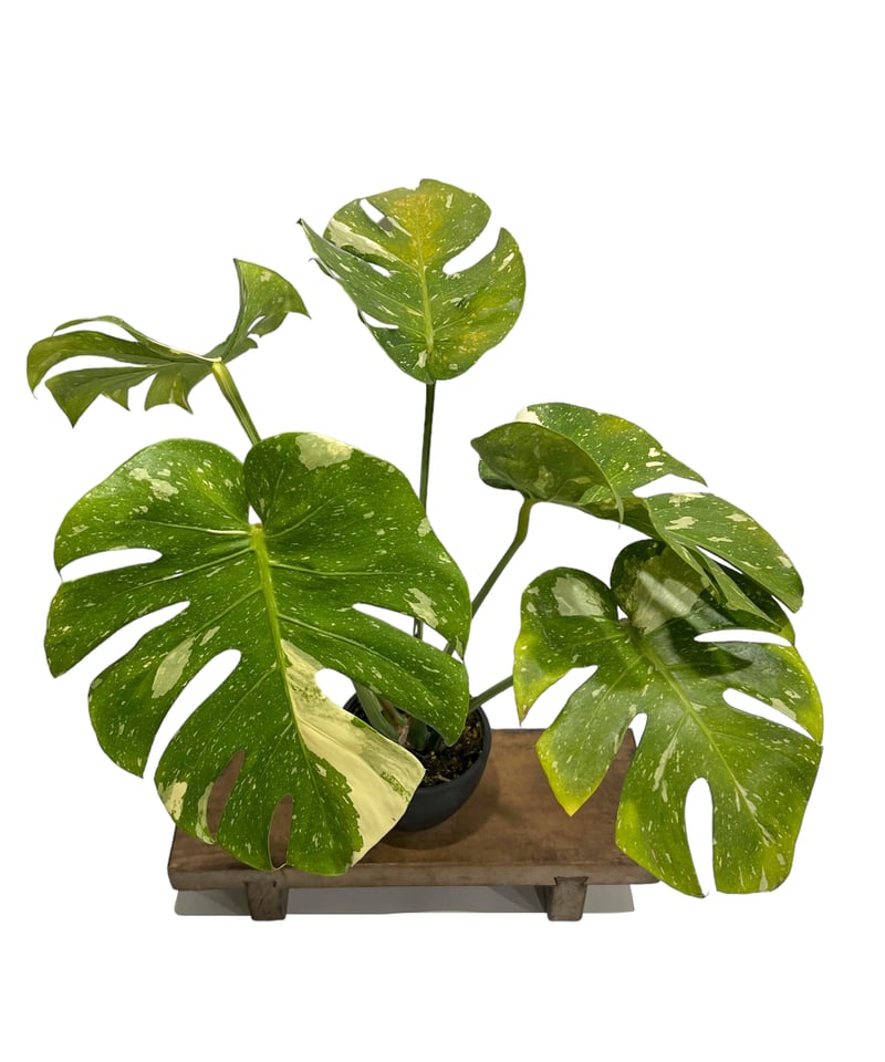 モンステラ タイ コンステレーション 「Monstera deliciosa Thai