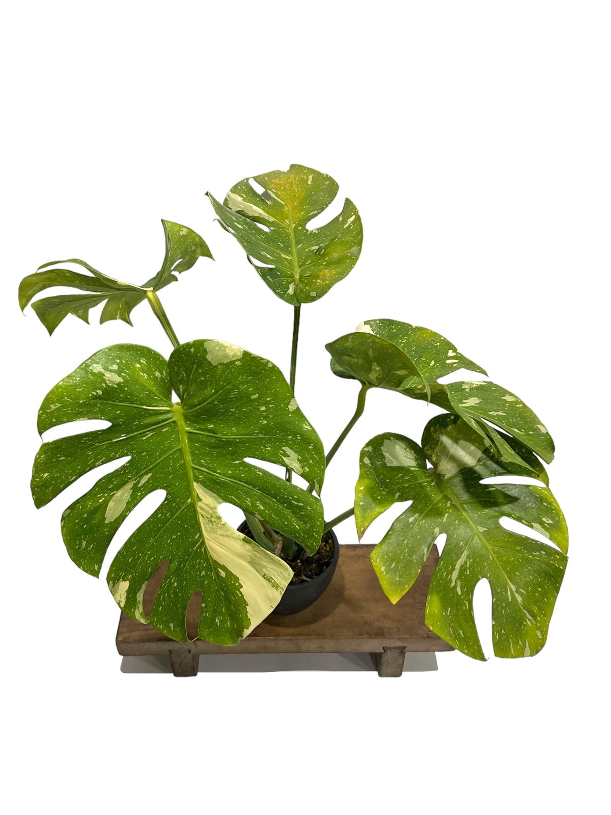 モンステラ タイ コンステレーション 「Monstera deliciosa Thai