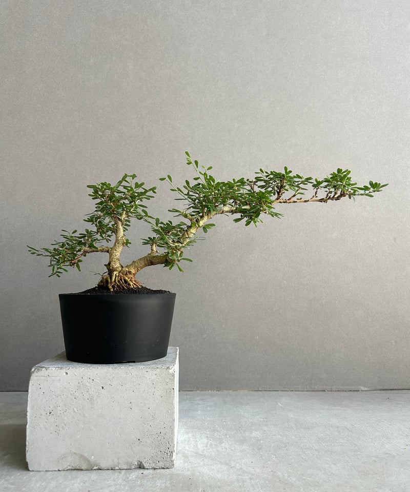 盆華　盆栽鉢 産地直送 白鳥花 Mサイズ 鉢色 藍（受け皿セット）／山形 石木花