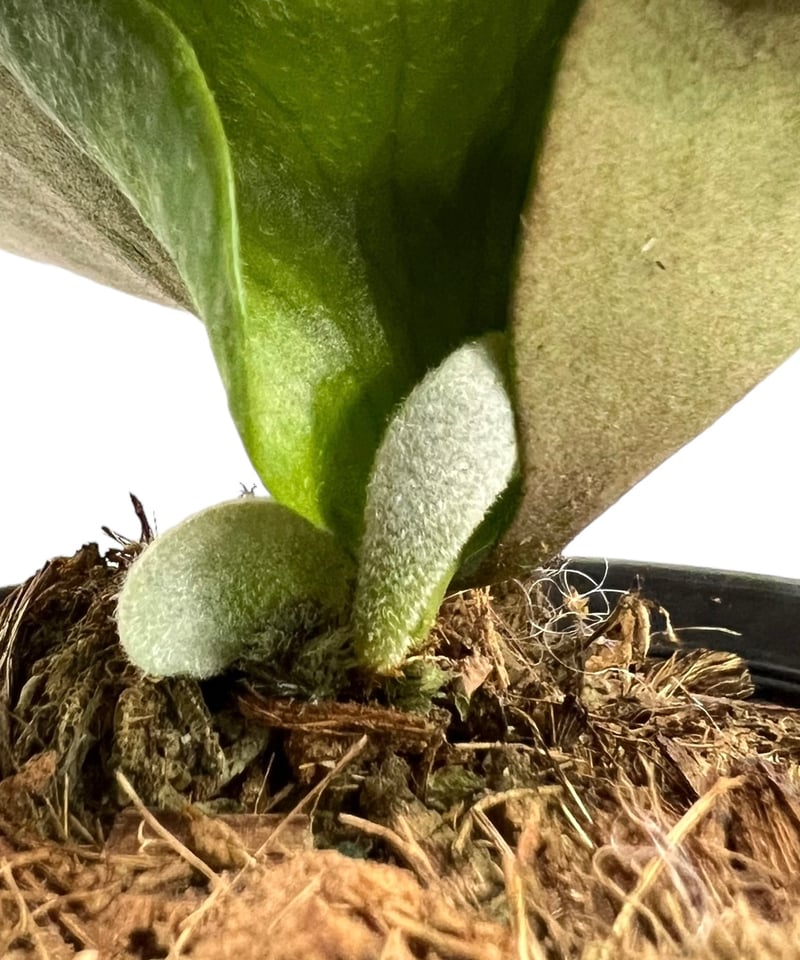 ビカクシダ パッピー ラブ (子株)「 Platycerium Puppy Love (pup