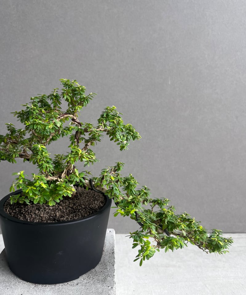 うち” 盆栽 「“UCHI” BONSAI 」65A | SHOUCHIKUEN