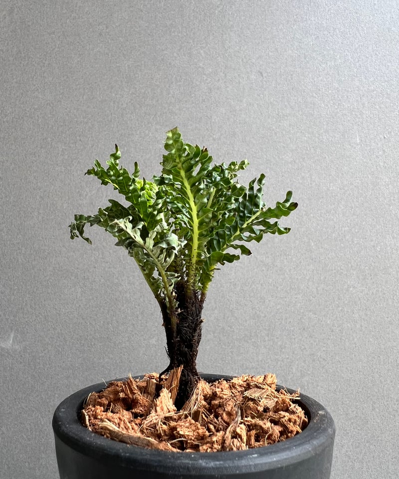 ブレクナム　ギバム　ドワーフ ブレクナム・ギッバム・ドワーフ - Eye's factory