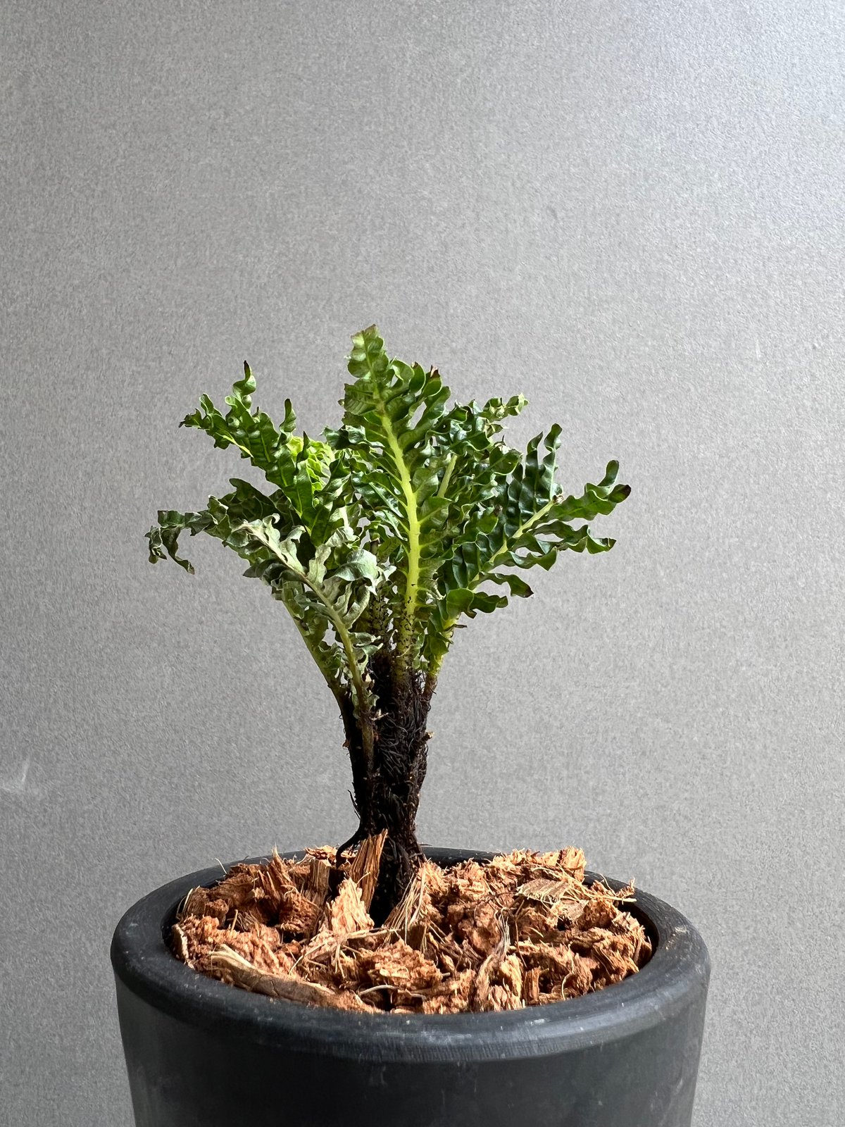 ブレクナム ギッバム ドワーフ 「Blechnum gibbum Dwarf 」39C | S