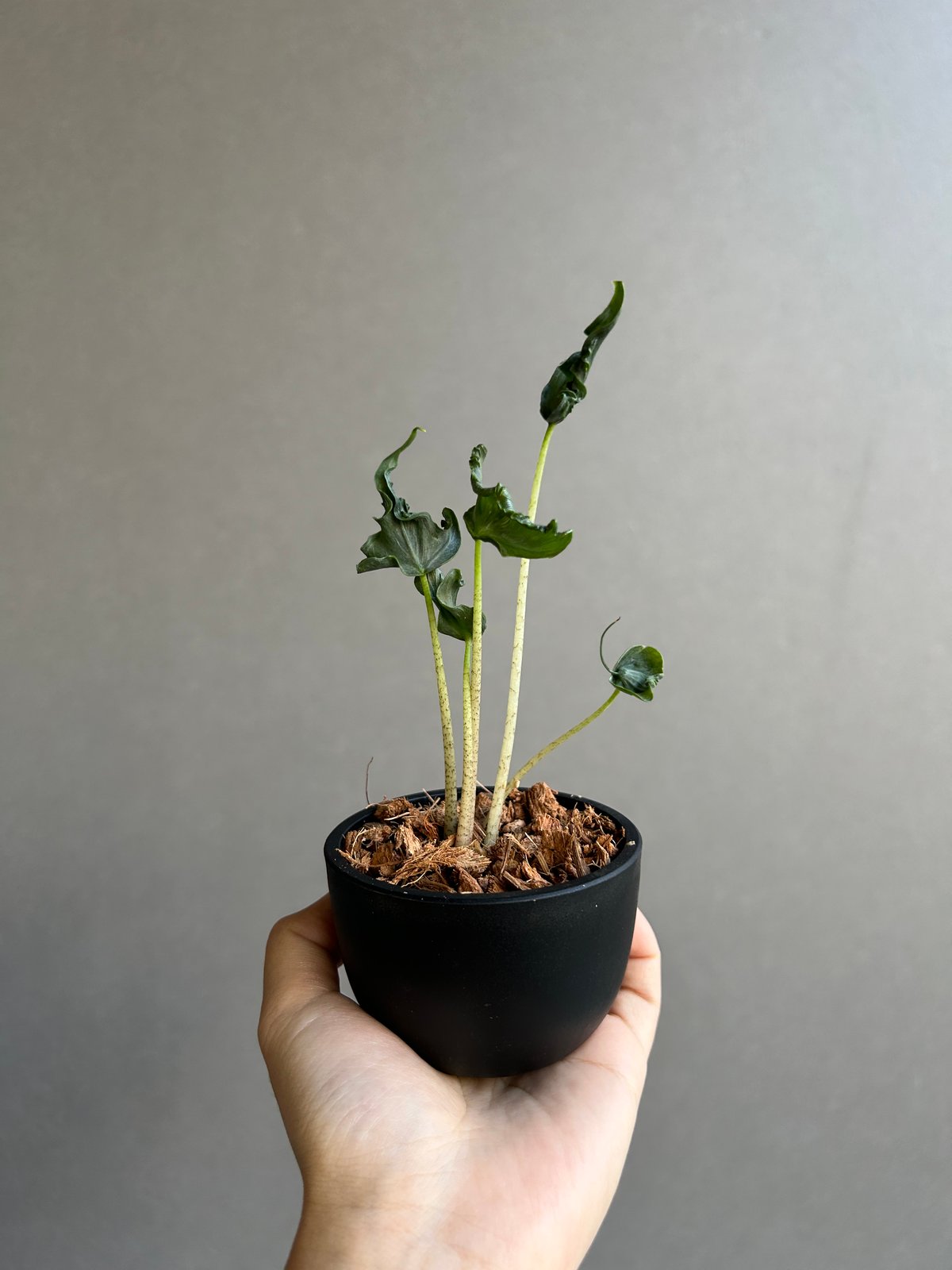 アロカシア ホーリー グレイル “ドワーフ”「Alocasia Holy Grail “ Dw