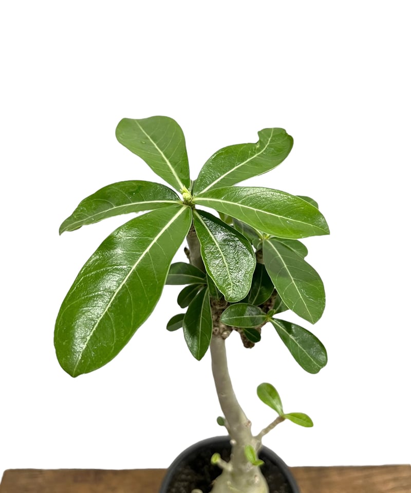 アデニウム 突然変異種 選抜個体 「Adenium mutation Select 」47N