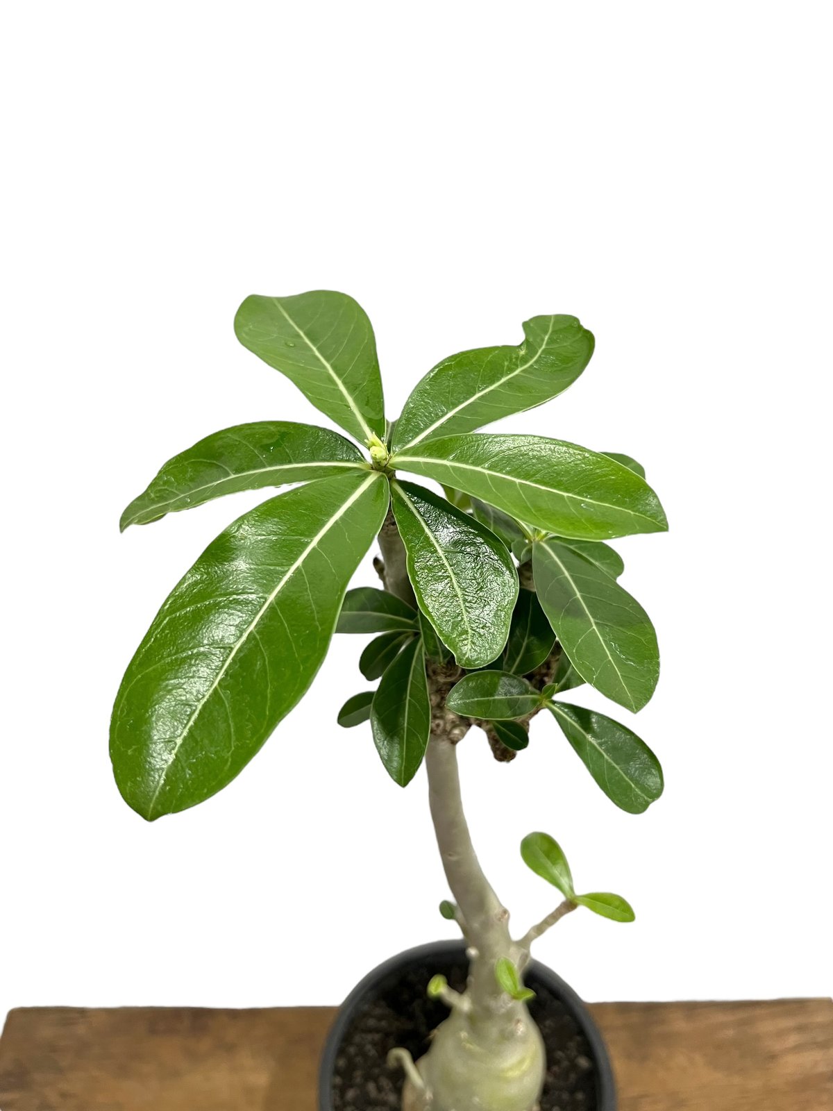 アデニウム 突然変異種 選抜個体 「Adenium mutation Select 」47N