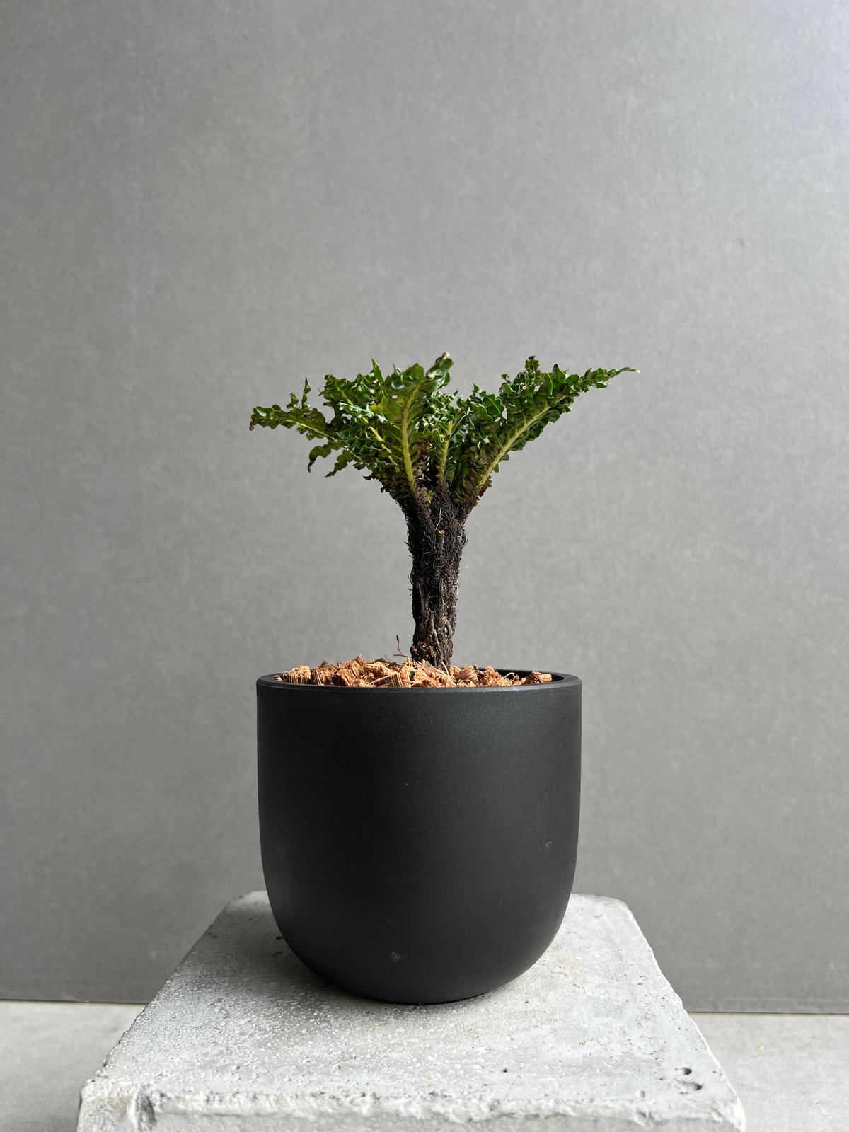 ブレクナム ギッバム ドワーフ 「Blechnum gibbum Dwarf 」41E | S
