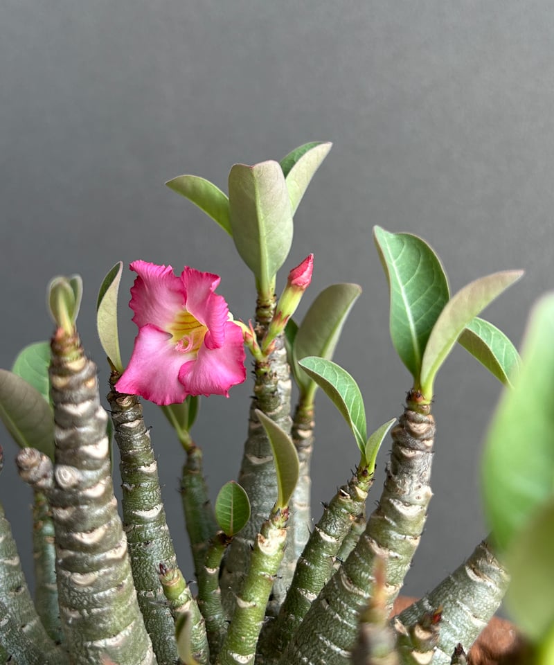 アデニウム アラビカム スーパードワーフ “選抜個体” 「Adenium