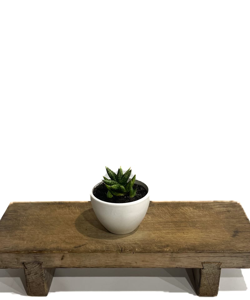 サンスベリア ミンマニー斑入Sansevieria Ming Manee Var fit=scale-down,w=1200
