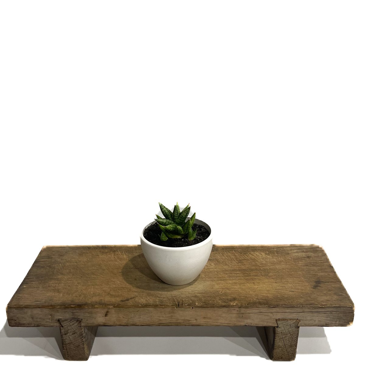 サンセベリア ミン マニー 「Sansevieria Ming Manee by Unyama