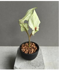 サンセベリア スサノオ 「Sansevieria Susano 'O' (by Unyaman