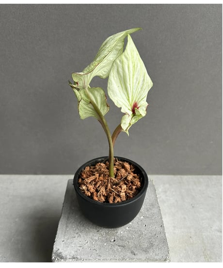 カラジウム レア Yahoo!オークション -「カラジューム」(花、園芸) の落札相場