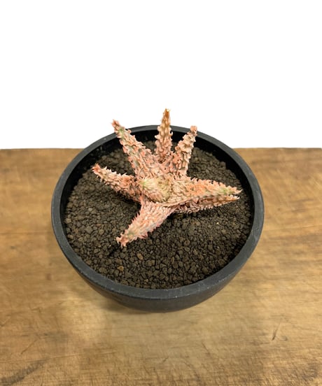 アロエ　テンプラ　抜き苗 アロエ 抜き苗 レッドフォックス プレステラ105の通販 by