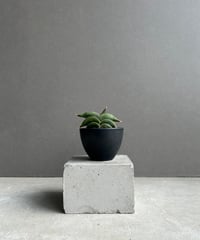 EMP サンセベリア 'ブラック' カラバオ / SA311 EMP サンセベリア 'ブラック' カラバオ / SA311 Sansevieria
