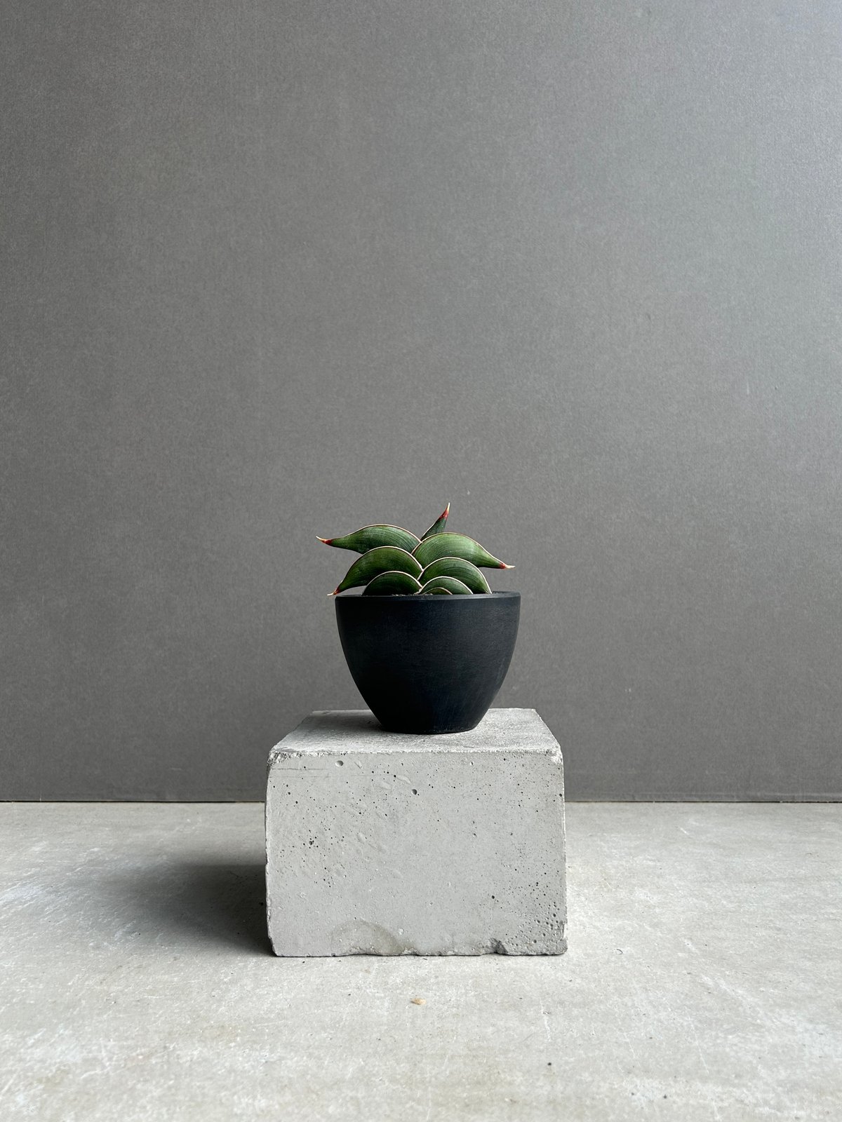 超美形株　美株　サンスベリア　ロリダ　鉢、皿付　●発根、成長確認　宅配便　少斑入 超美形株 美株 サンスベリア ロリダ 鉢、皿付 ○発根、成長確認 宅配