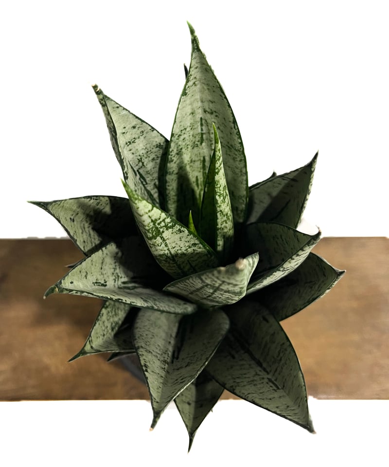 サンセベリア エーレンデル「Sansevieria Ehrendel」4/20-357 | S