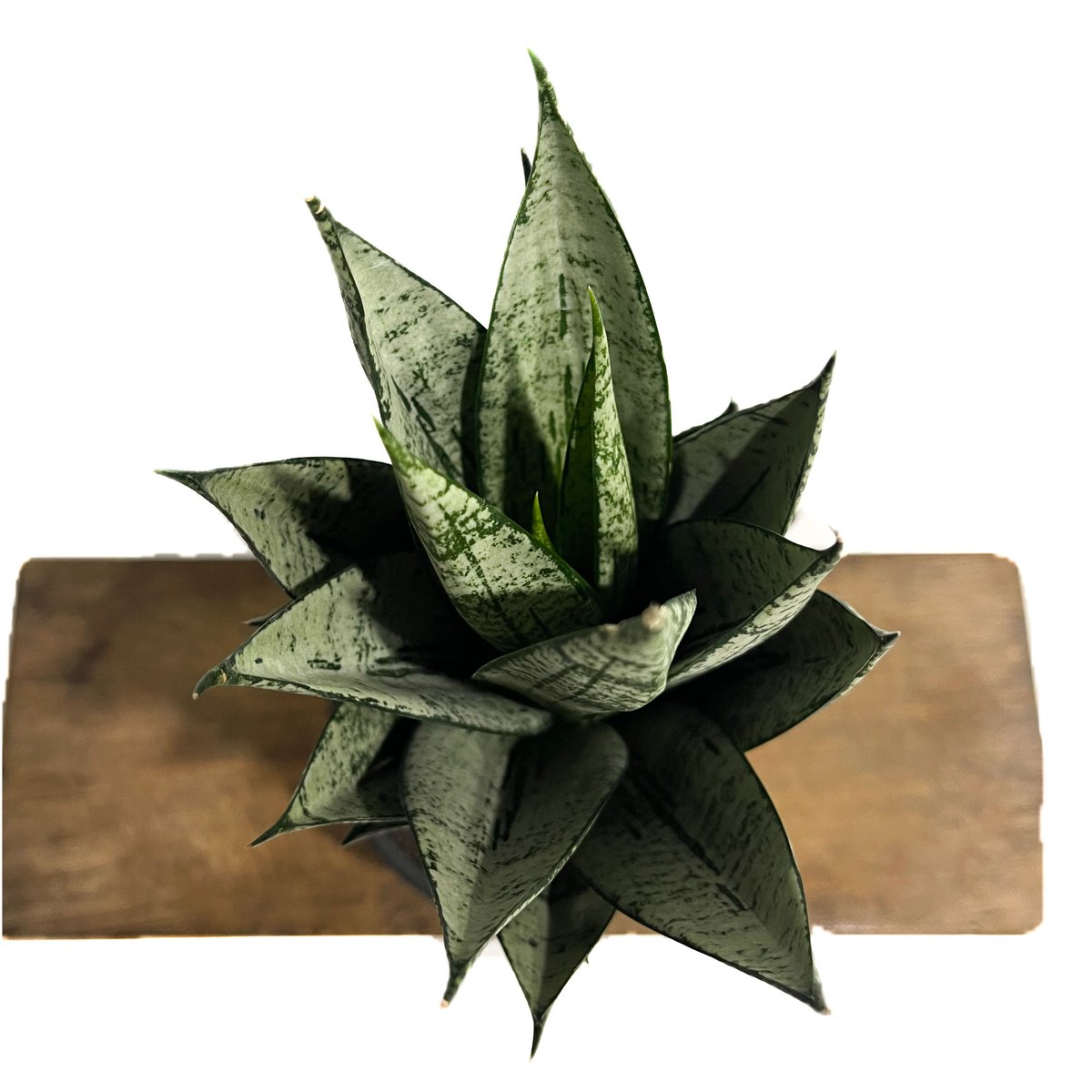 サンセベリア エーレンデル「Sansevieria Ehrendel」4/20-357 | S