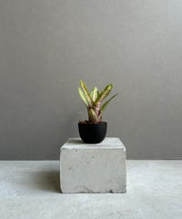 サンセベリア ES.849 斑入「Sansevieria ES. 849 var.」 8/8