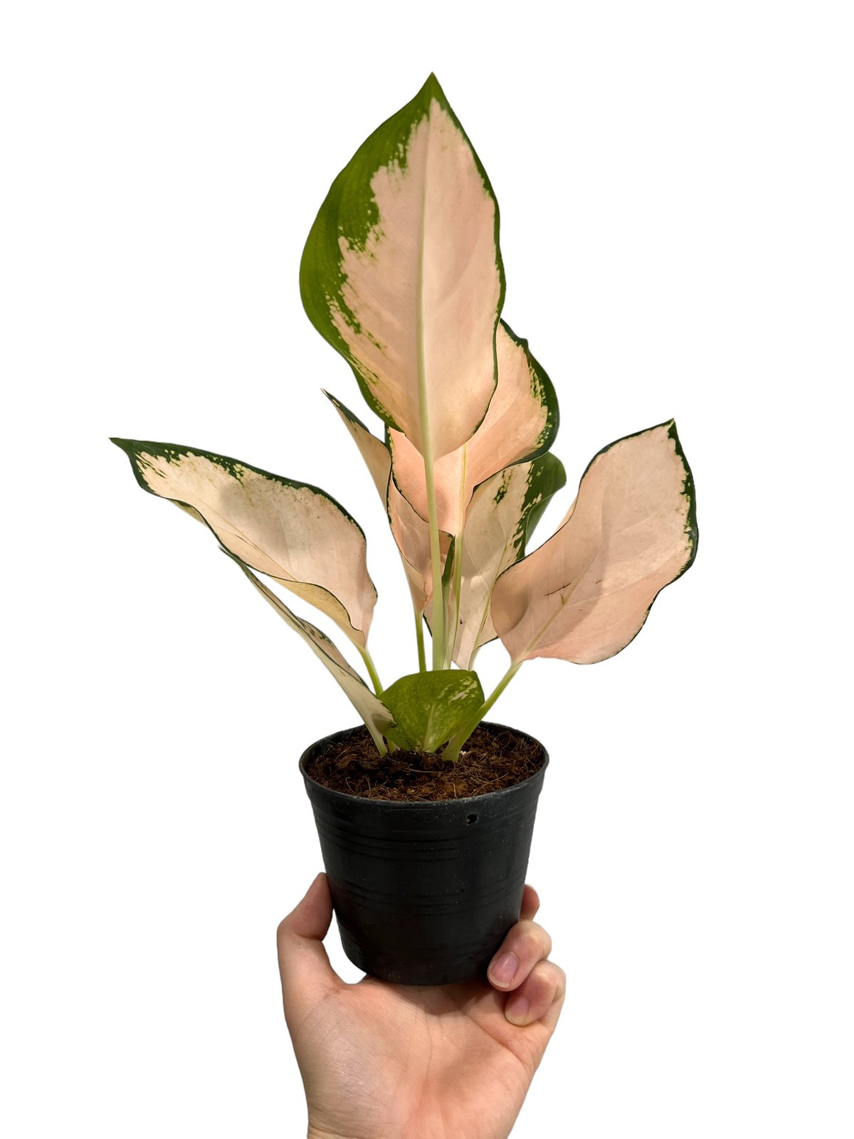 アグラオネマ コーチン ピーチ 「Aglaonema Cochin Peach」99L