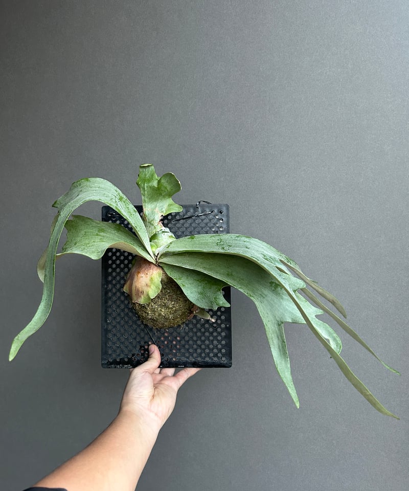 ビカクシダ ウィリンキー cv. I ツビッキー 18「Platycerium .willin