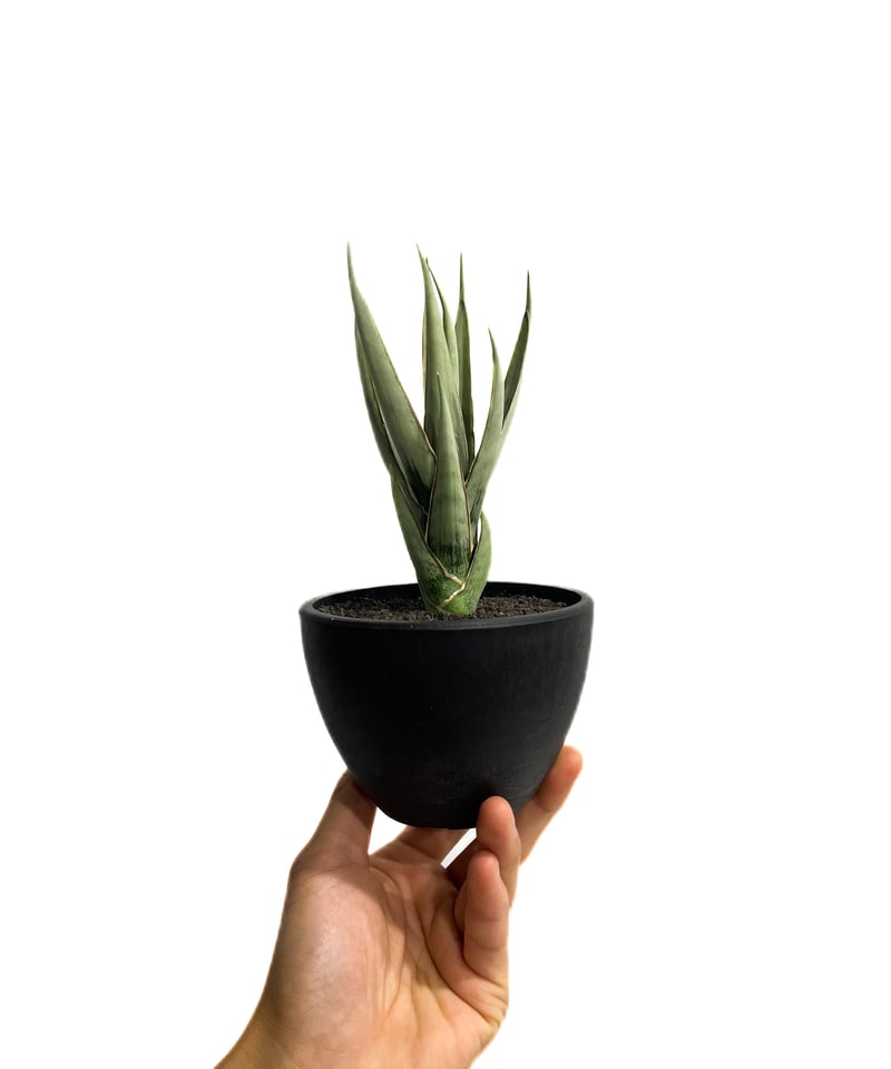 サンセベリア ヘルファイア「Sansevieria Hellfire」13F-1 | SHOU