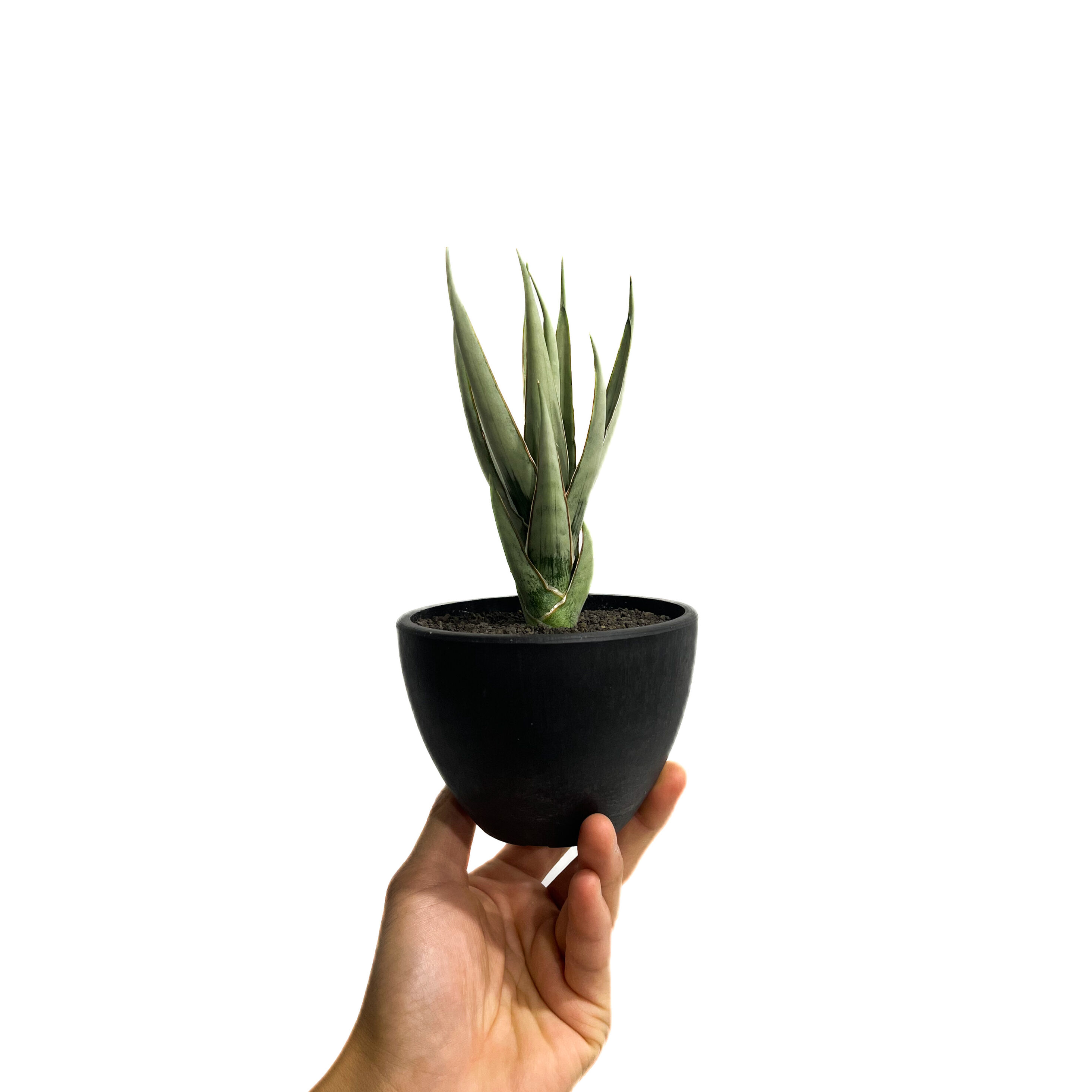 サンセベリア ヘルファイア「Sansevieria Hellfire」13F-1 | SHOU