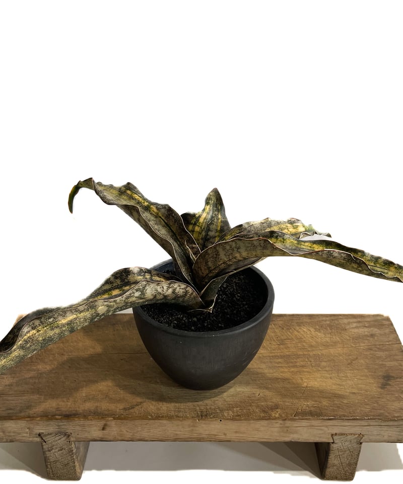 サンセベリア キルキー コパトーン 斑入「Sansevieria Kirkii var. pu