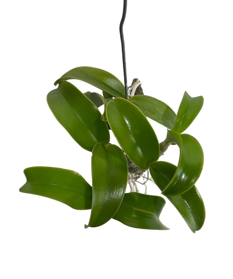 カトレア ノビリオール アマリア 「Cattleya nobilior var. amalia