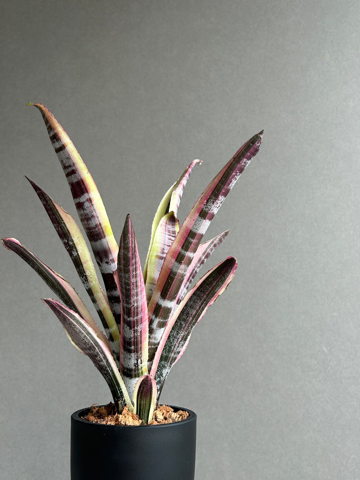 エクメア オットー 「Aechmea Otto」49H | SHOUCHIKUEN