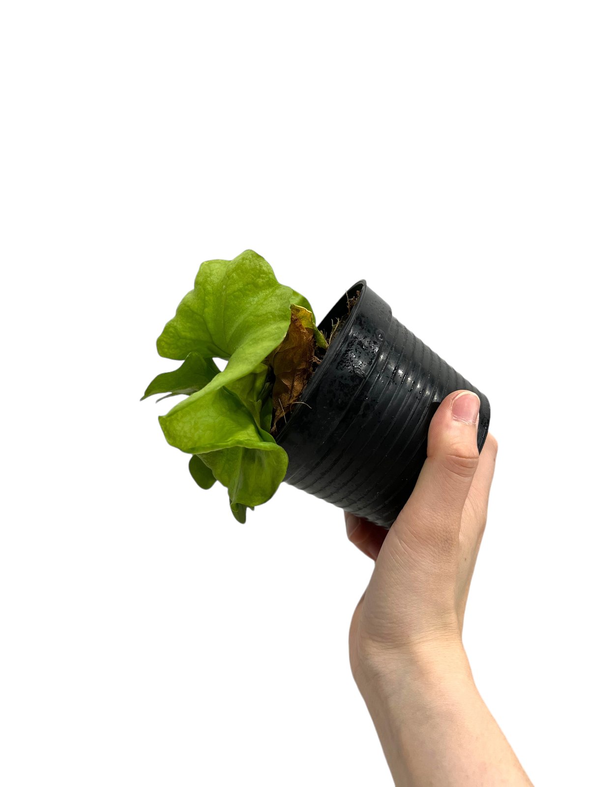 ビカクシダRidleyi dwarf silvery 2株 壁掛け鹿頭鉢付き ビカクシダ