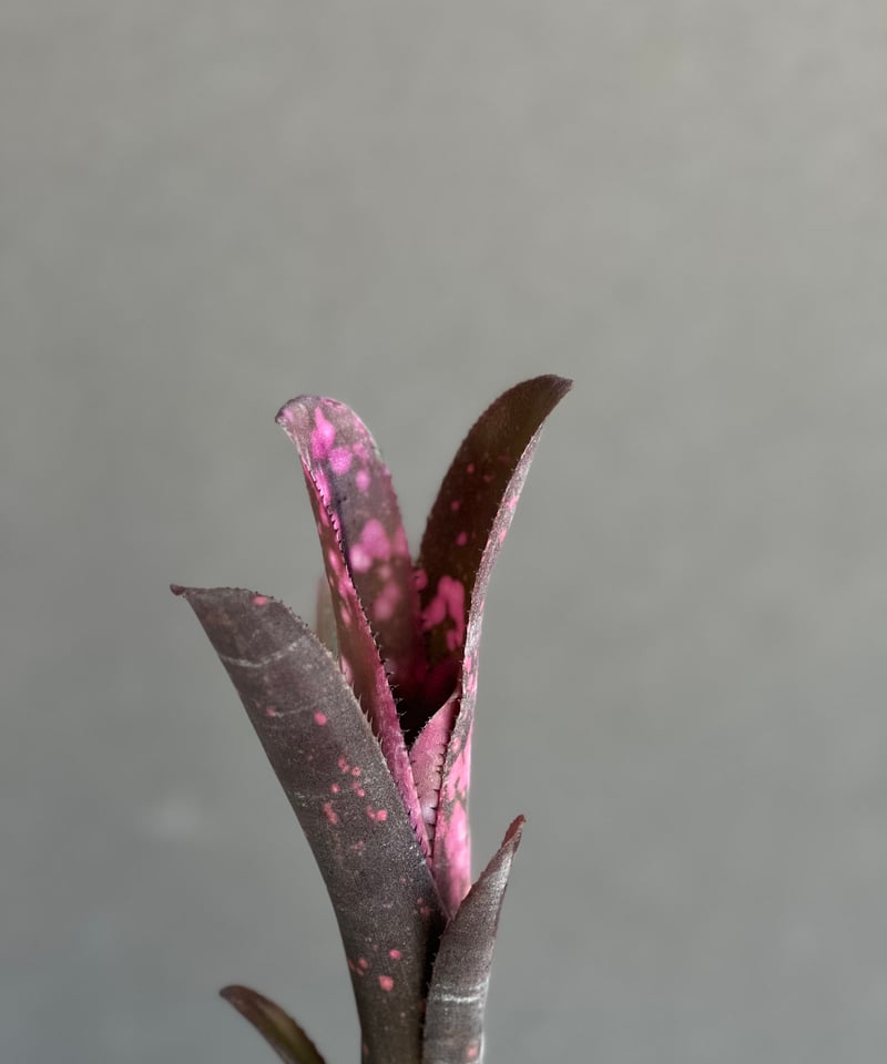 ビルベルギア インセンディアリー デライト 「Billbergia Incendiary De