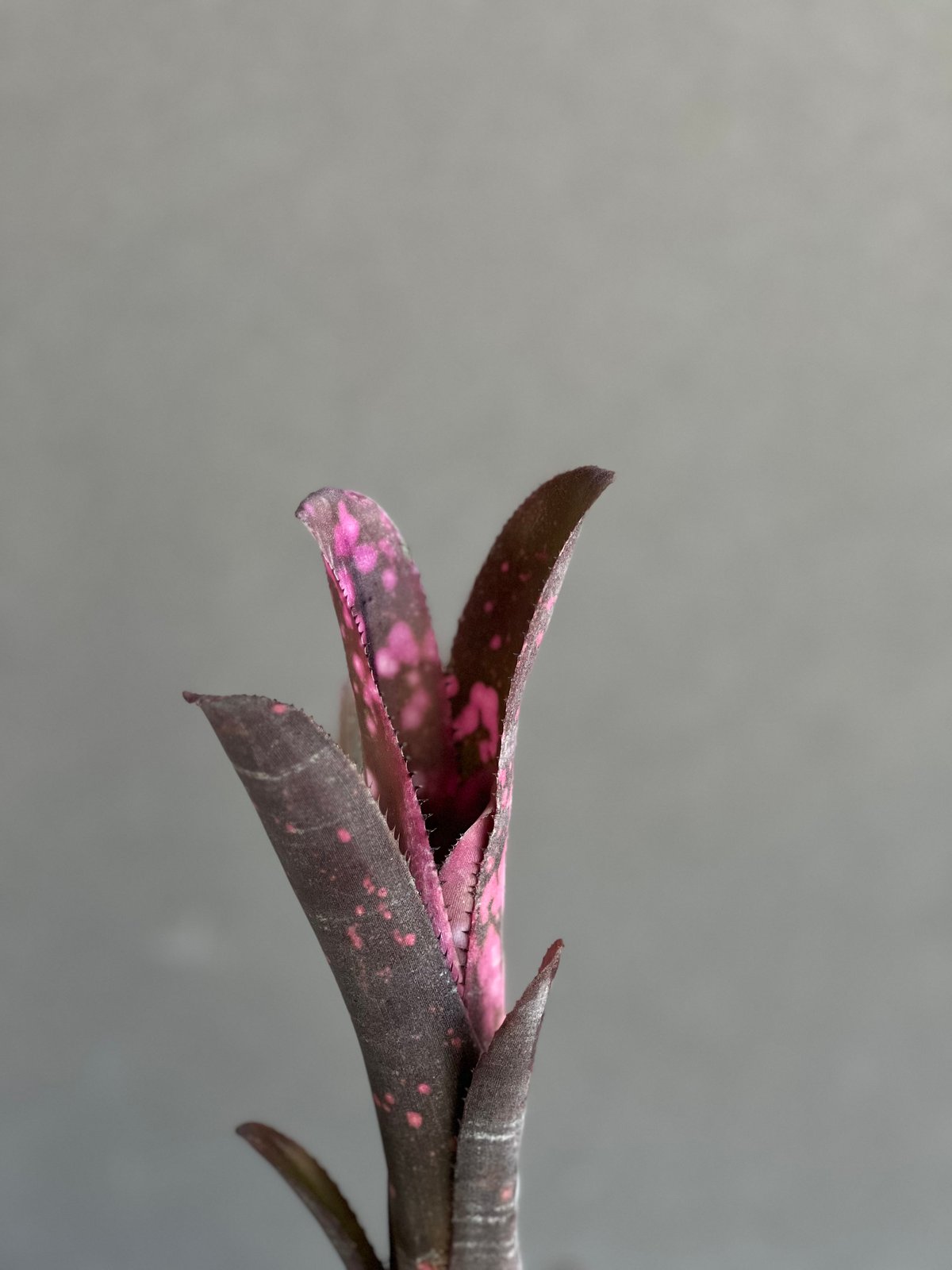 ビルベルギア インセンディアリー デライト 「Billbergia