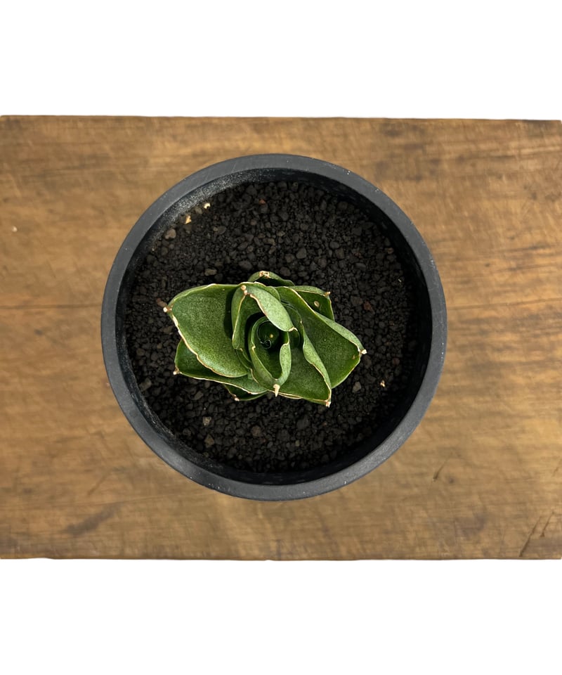 サンセベリア ベンジャロン「Sansevieria Benjarong」44T | SHOUC