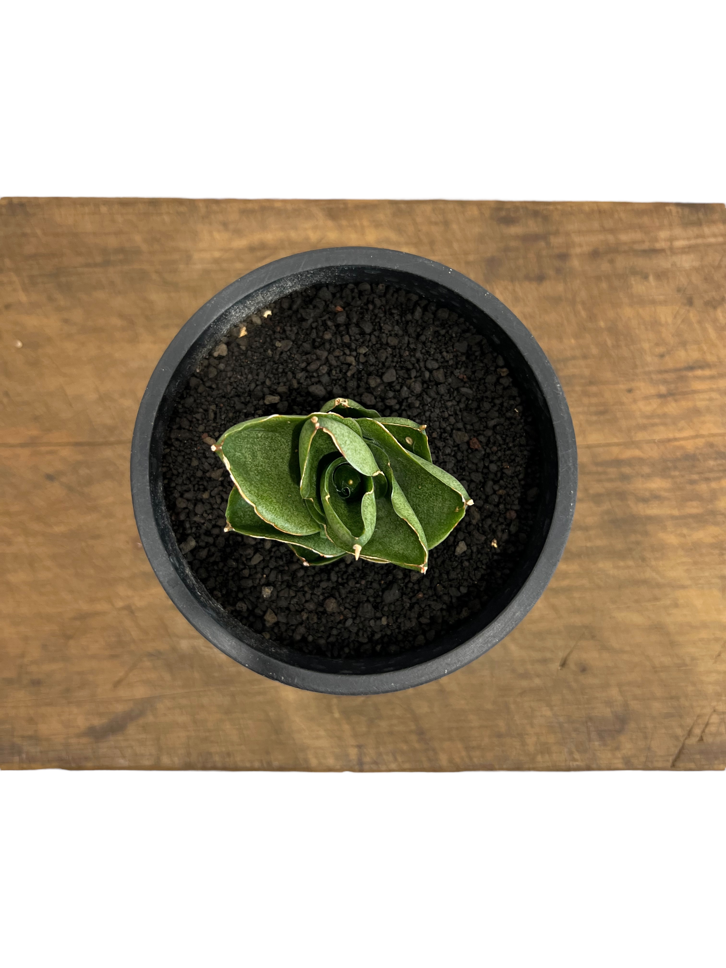 サンセベリア ベンジャロン「Sansevieria Benjarong」44T | SHOUC