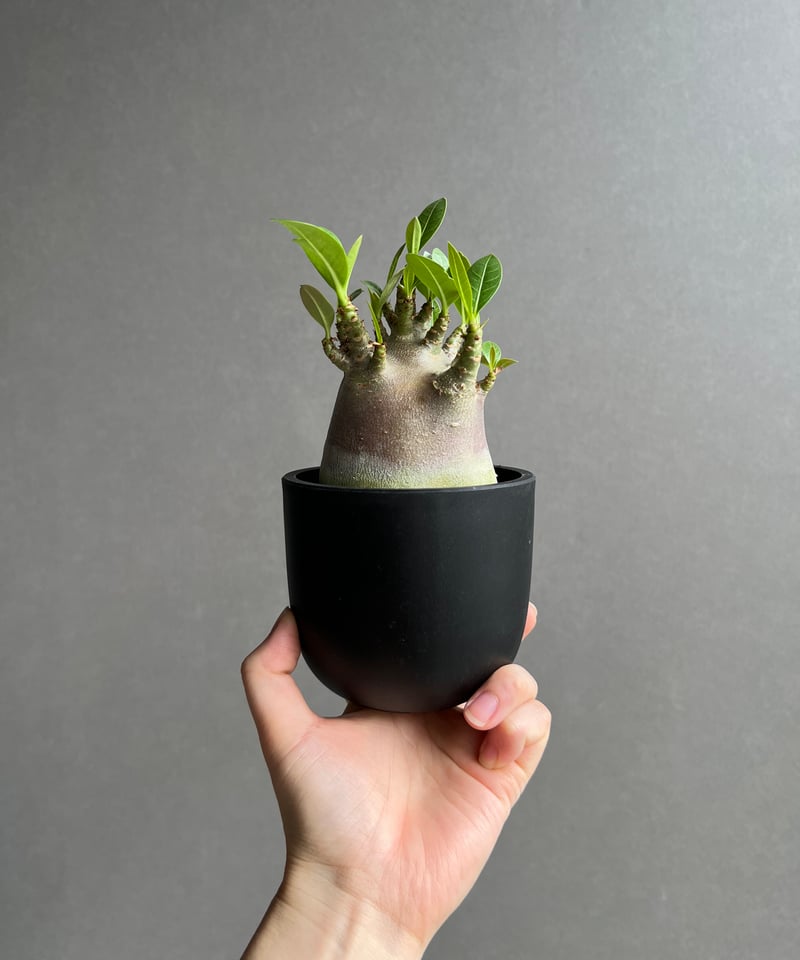 アデニウム アラビカム スーパー ドワーフ “ブラック” 「Adenium