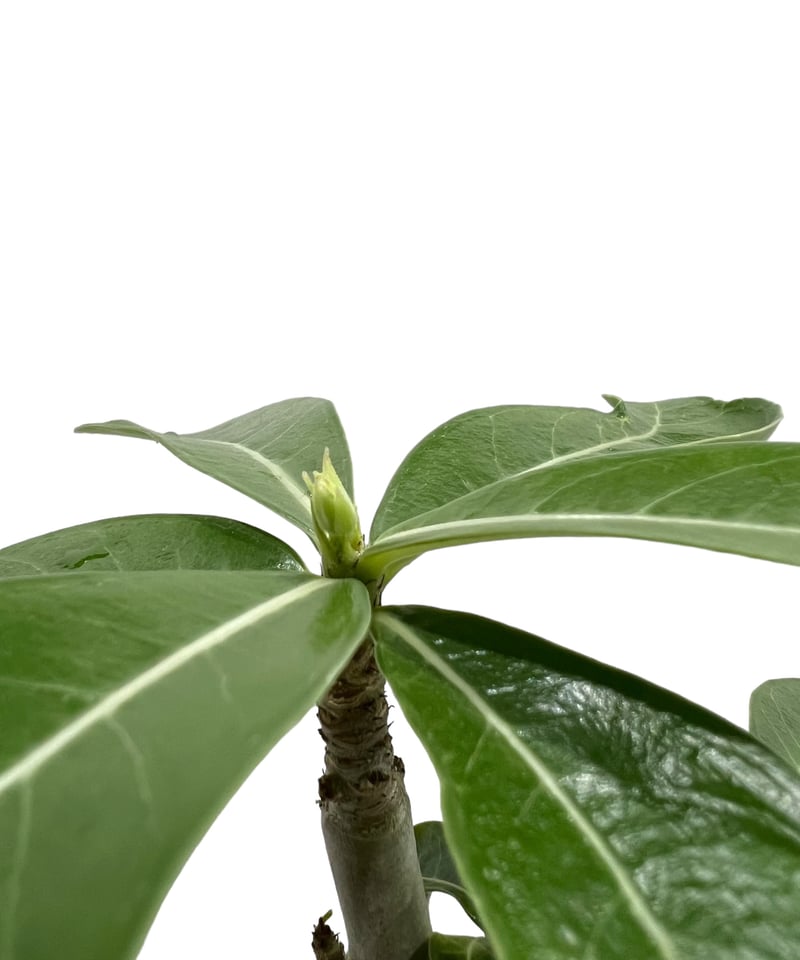 アデニウム 突然変異種 選抜個体 「Adenium mutation Select 」47N